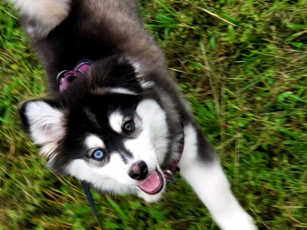 /Images/uploads/Warrick Parks Foundation/pippero-pup-park/entries/27831.jpg